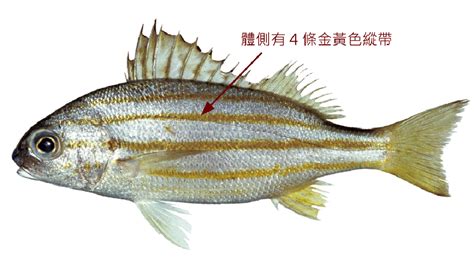 四條魚|四帶雞魚